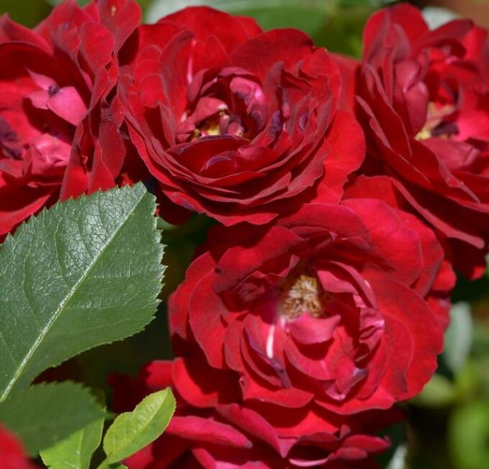 Роза Кер де Ванде 5