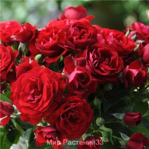 Роза Кер де Ванде