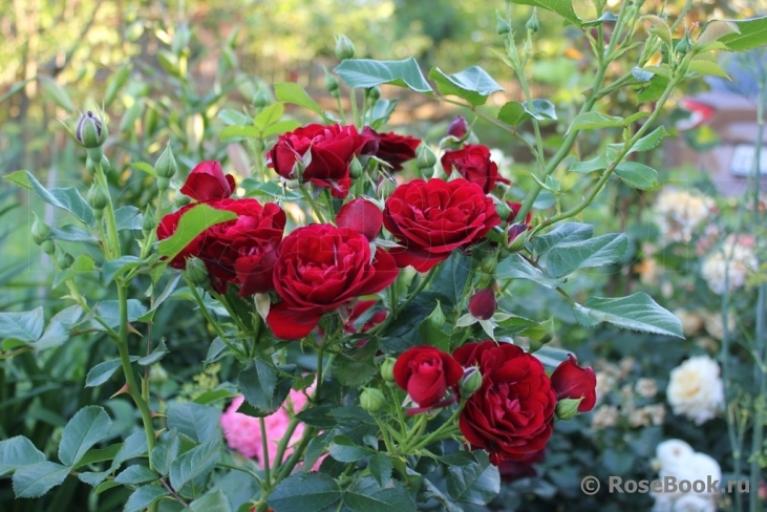 Роза Кер де Ванде 6