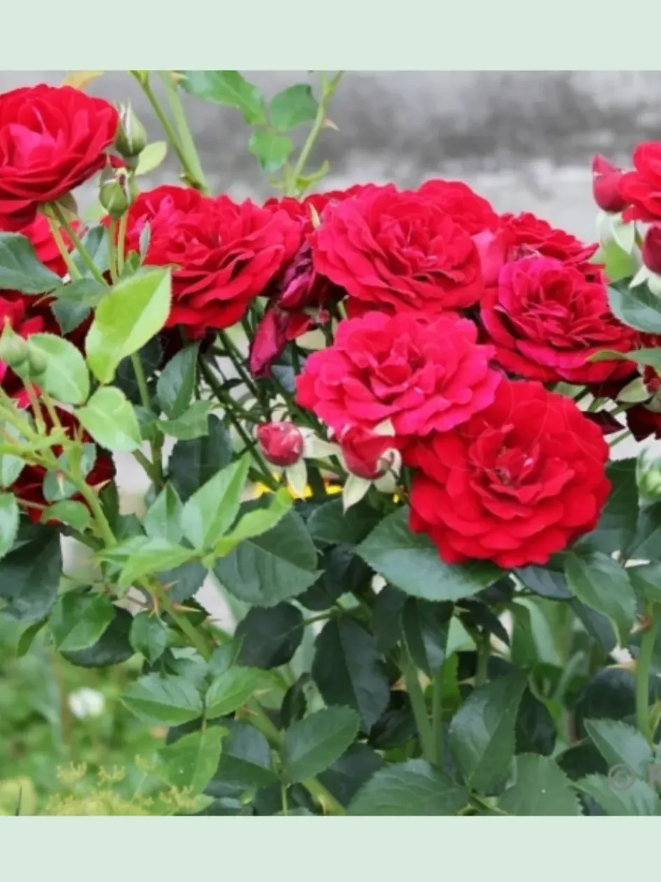 Роза Кер де Ванде 3