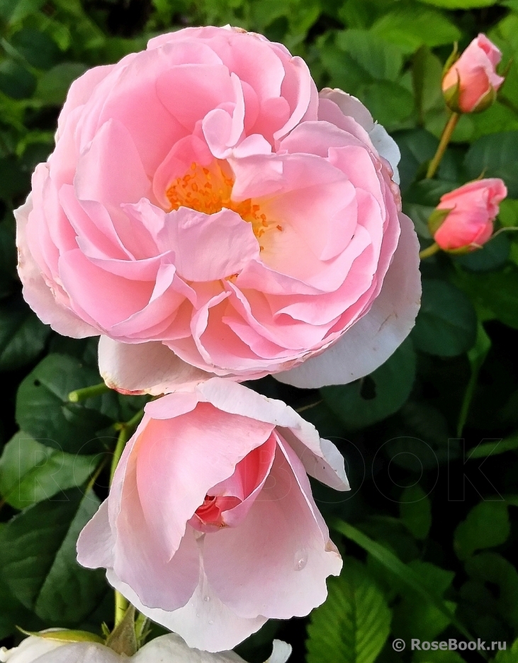 Роза Кэролайнс Харт 2