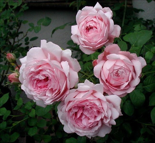 Роза Кэролайнс Харт 3