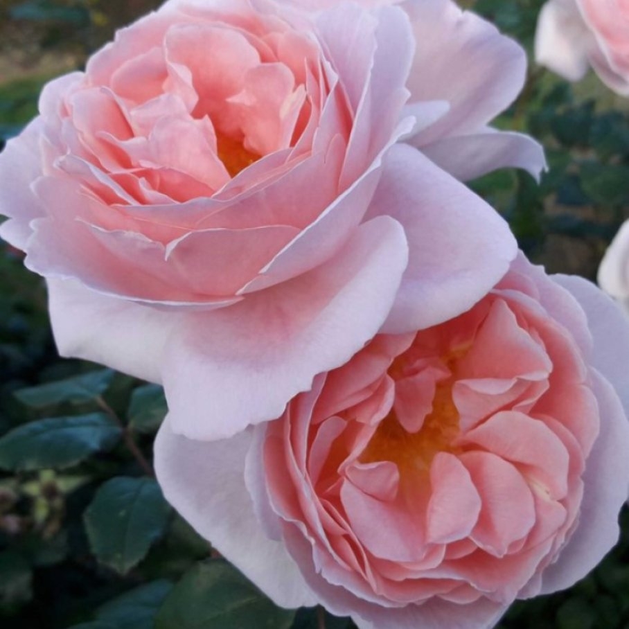 Роза Кэролайнс Харт 4