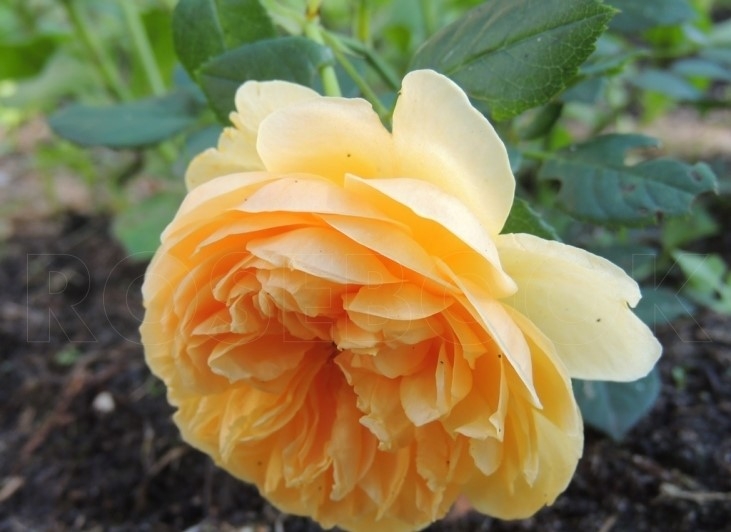 Роза Кэролин Найт 2