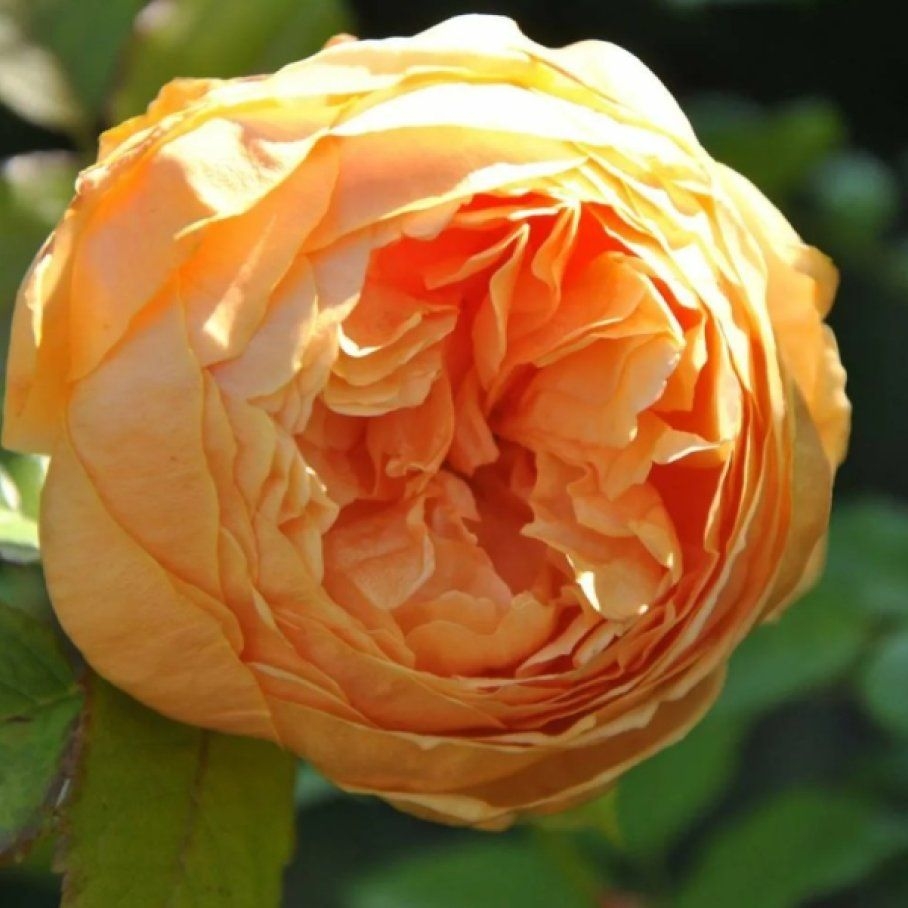 Роза Кэролин Найт 3