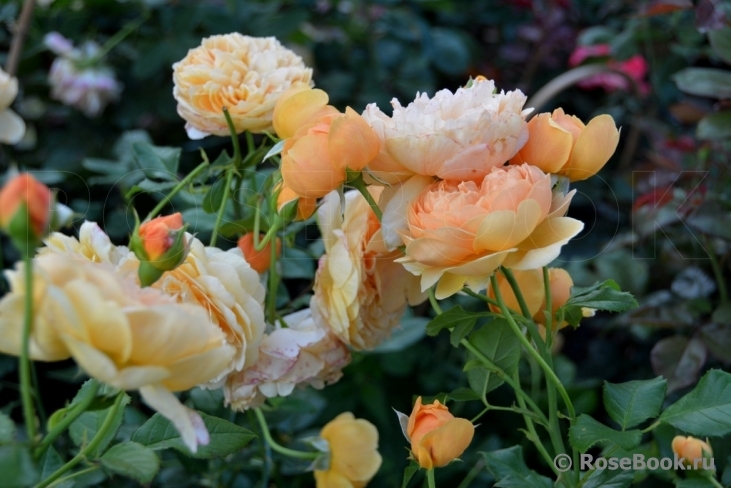 Роза Кэролин Найт 4