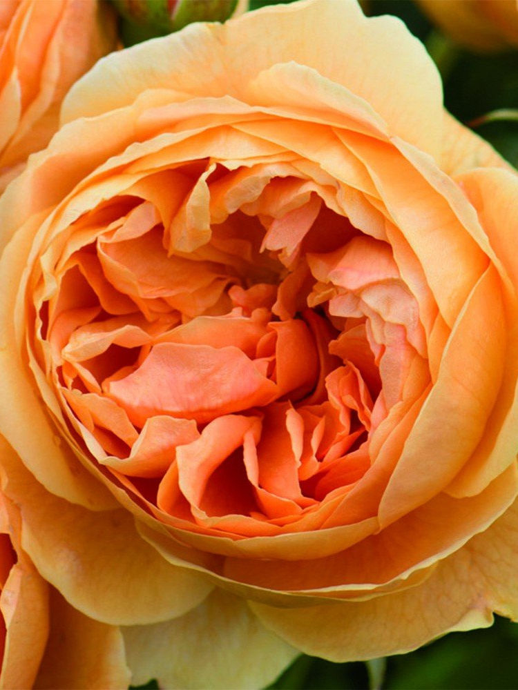 Роза Кэролин Найт 5