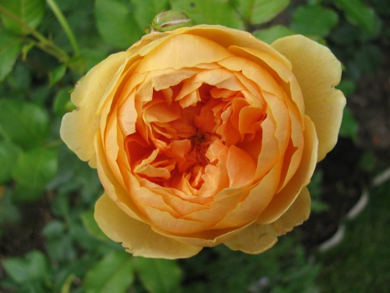 Роза Кэролин Найт