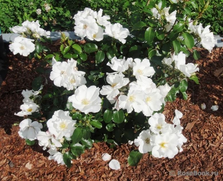 Роза Керос 2