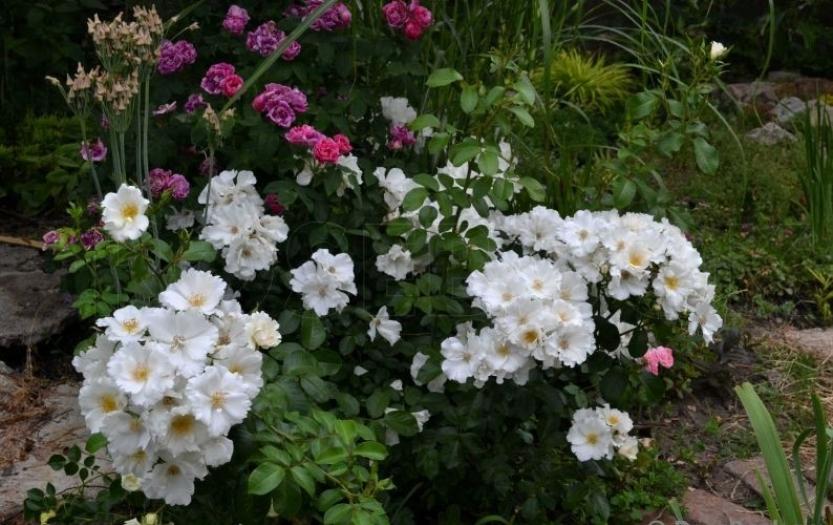 Роза Керос 3