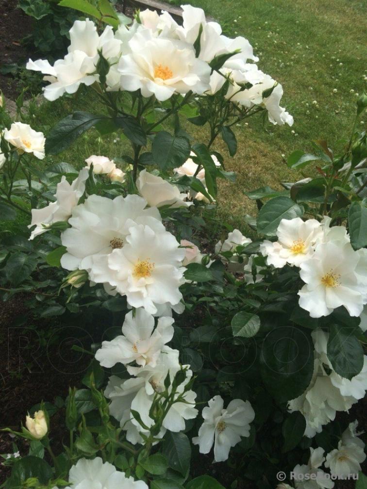 Роза Керос 4