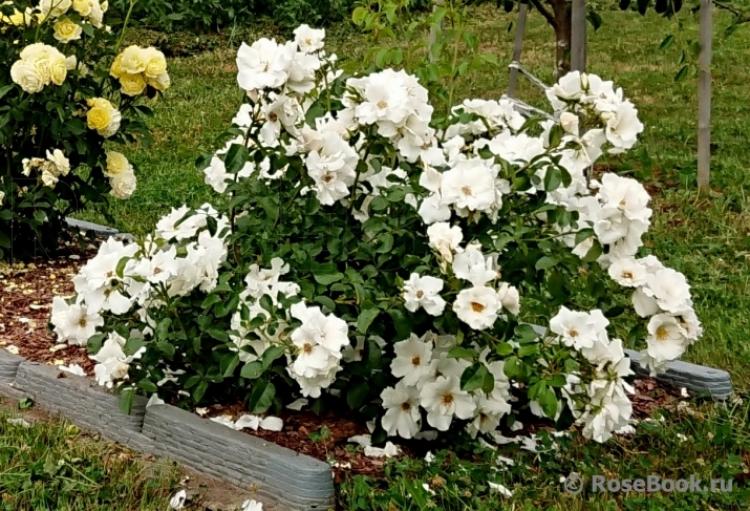 Роза Керос 5