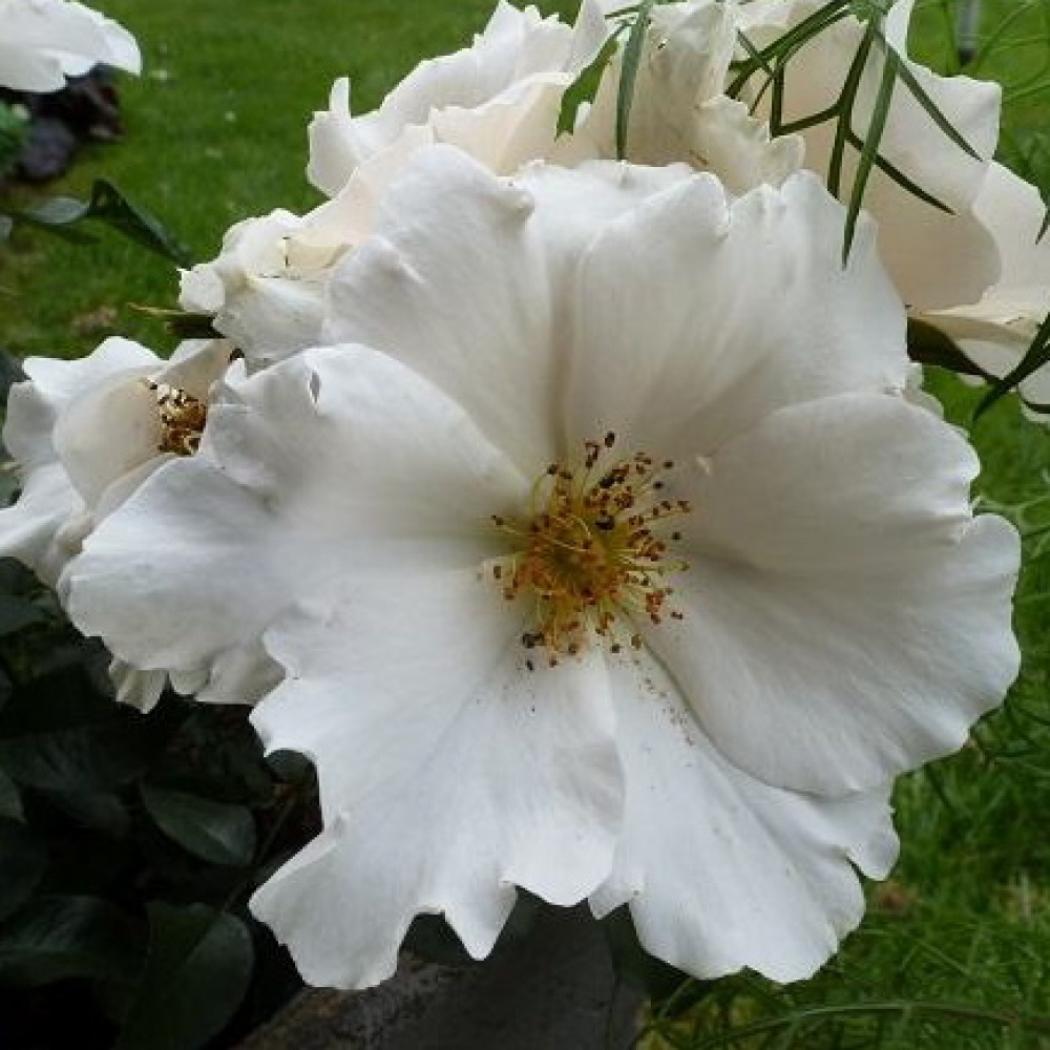 Роза Керос 6