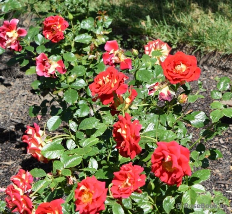 Роза Кетчуп энд Мастард 2