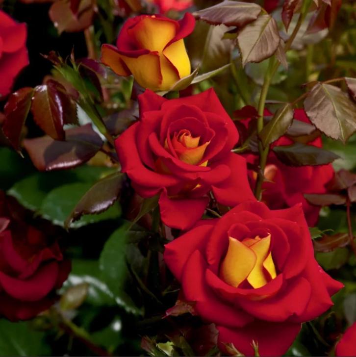 Роза Кетчуп энд Мастард 4