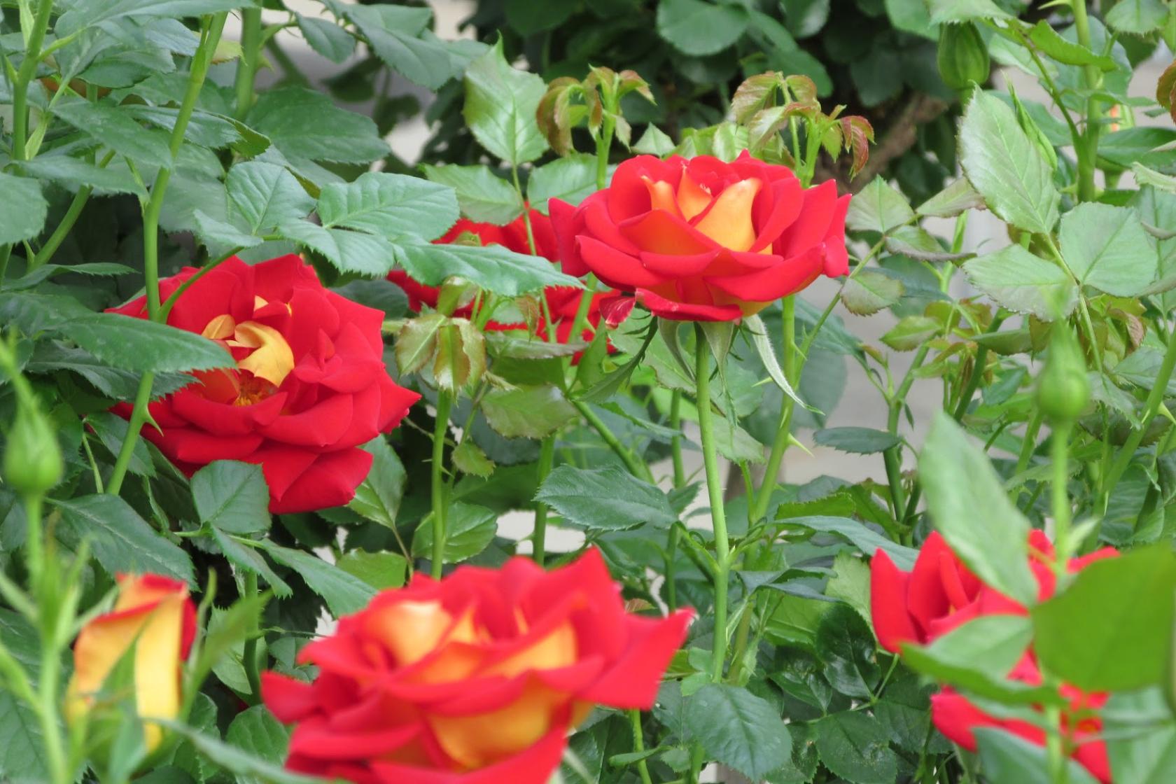 Роза Кетчуп энд Мастард 5