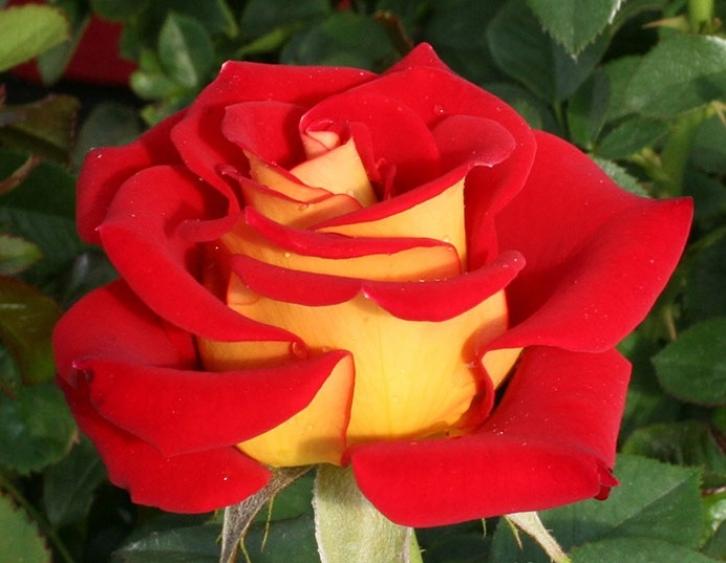 Роза Кетчуп энд Мастард