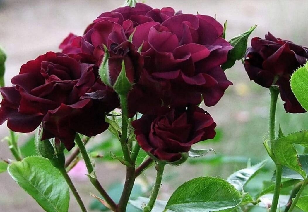 Роза Кэти Роуз 2