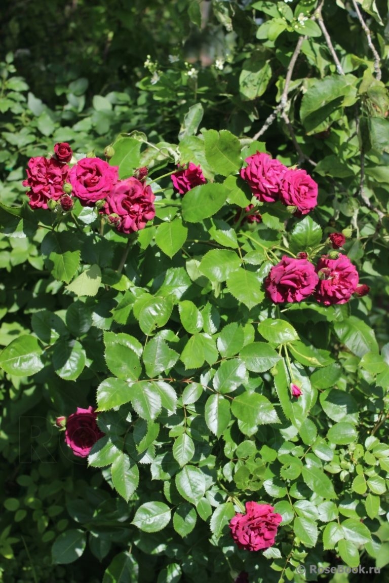 Роза Кэти Роуз 3