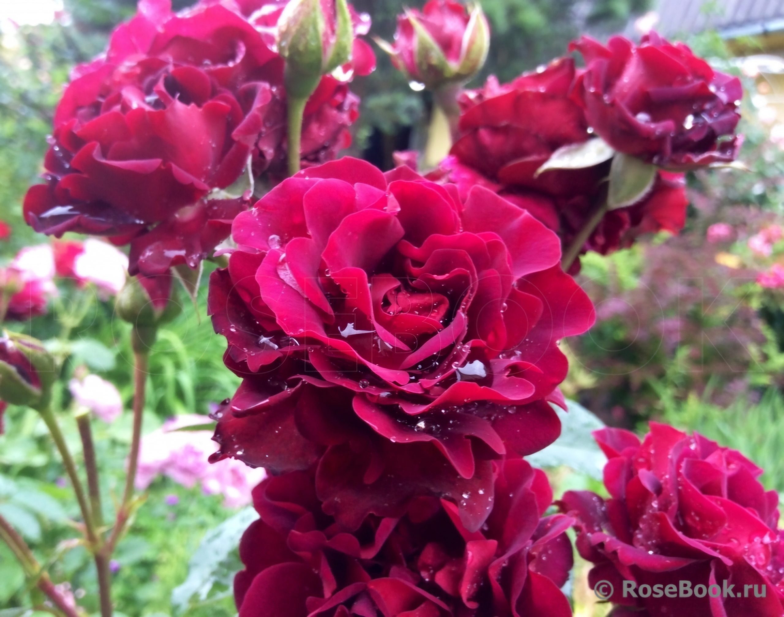 Роза Кэти Роуз 4