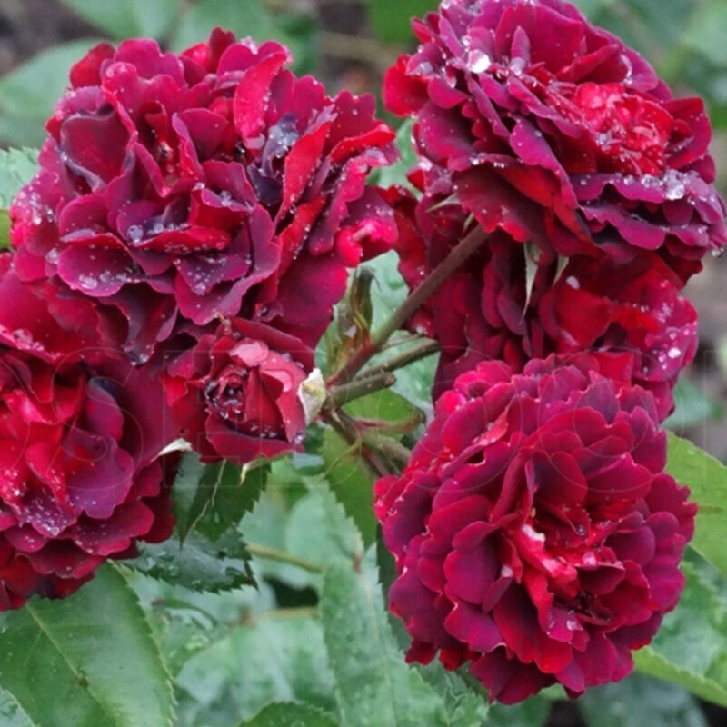 Роза Кэти Роуз 5