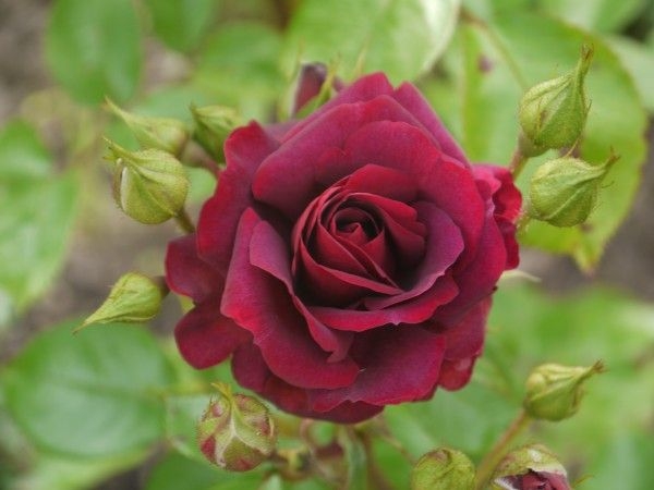 Роза Кэти Роуз 6