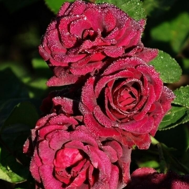 Роза Кэти Роуз