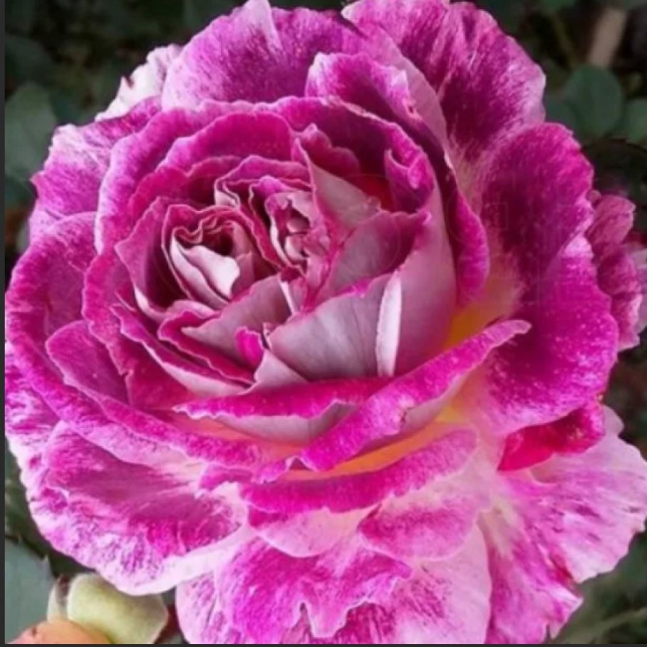 Роза Кэтрин 2