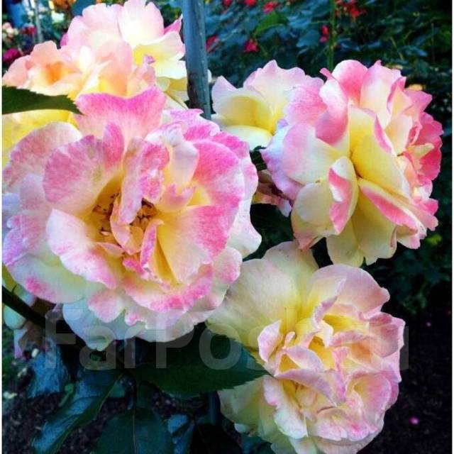 Роза Кэтрин 4