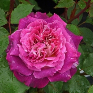 Роза Кэтрин