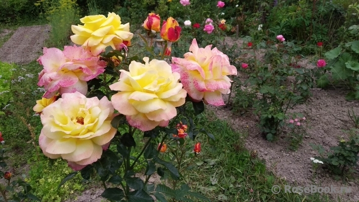 Роза Кэтрин 5