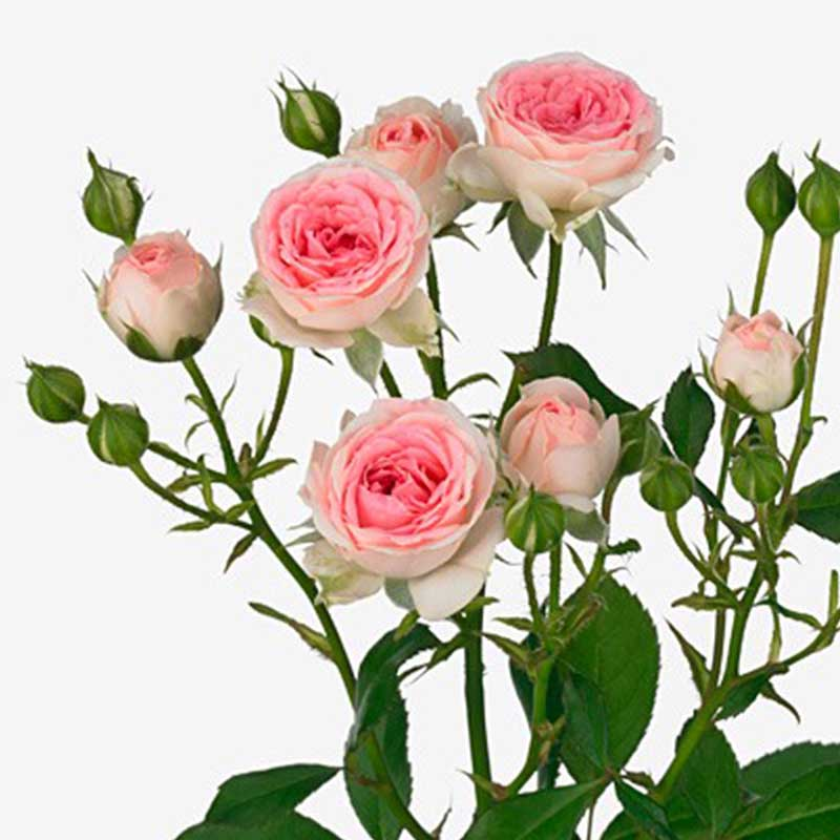 Роза Кейт-Линн 3