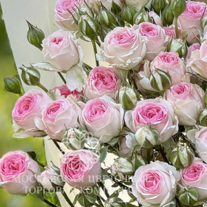 Роза Кейт-Линн