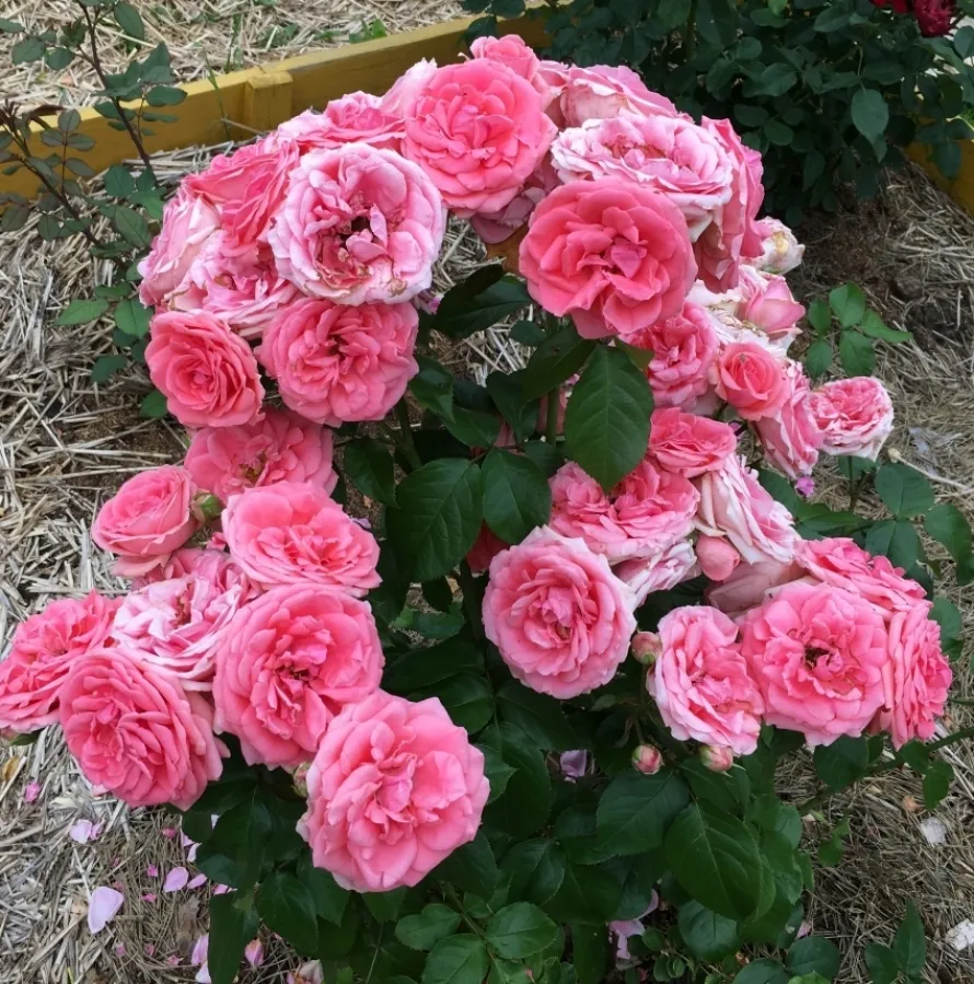 Роза Кимоно 4