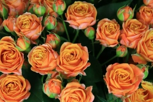 Роза Кинг Баблс