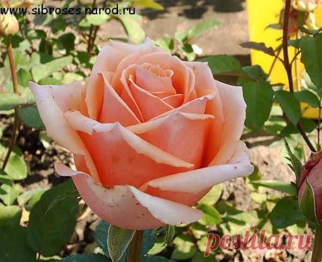 Роза Кинг Конг 5