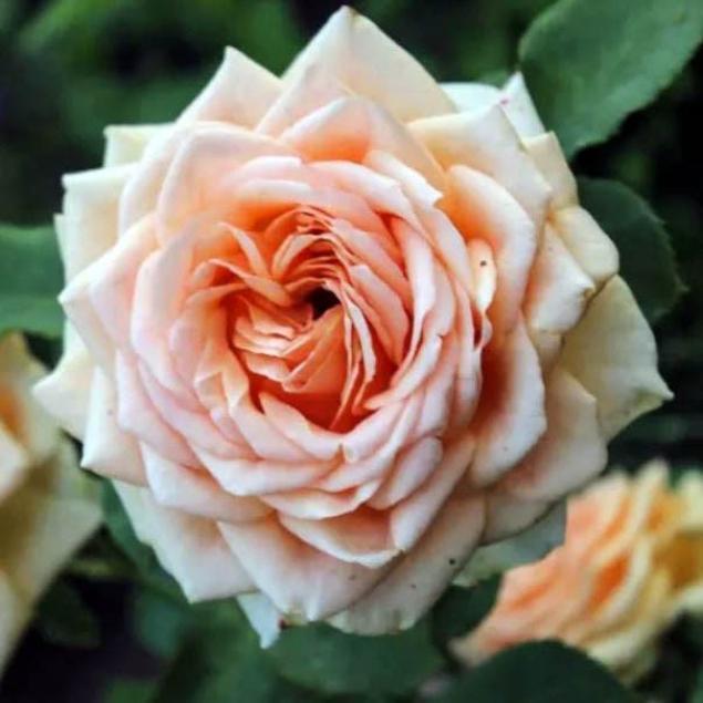 Роза Кингс Прайд 2