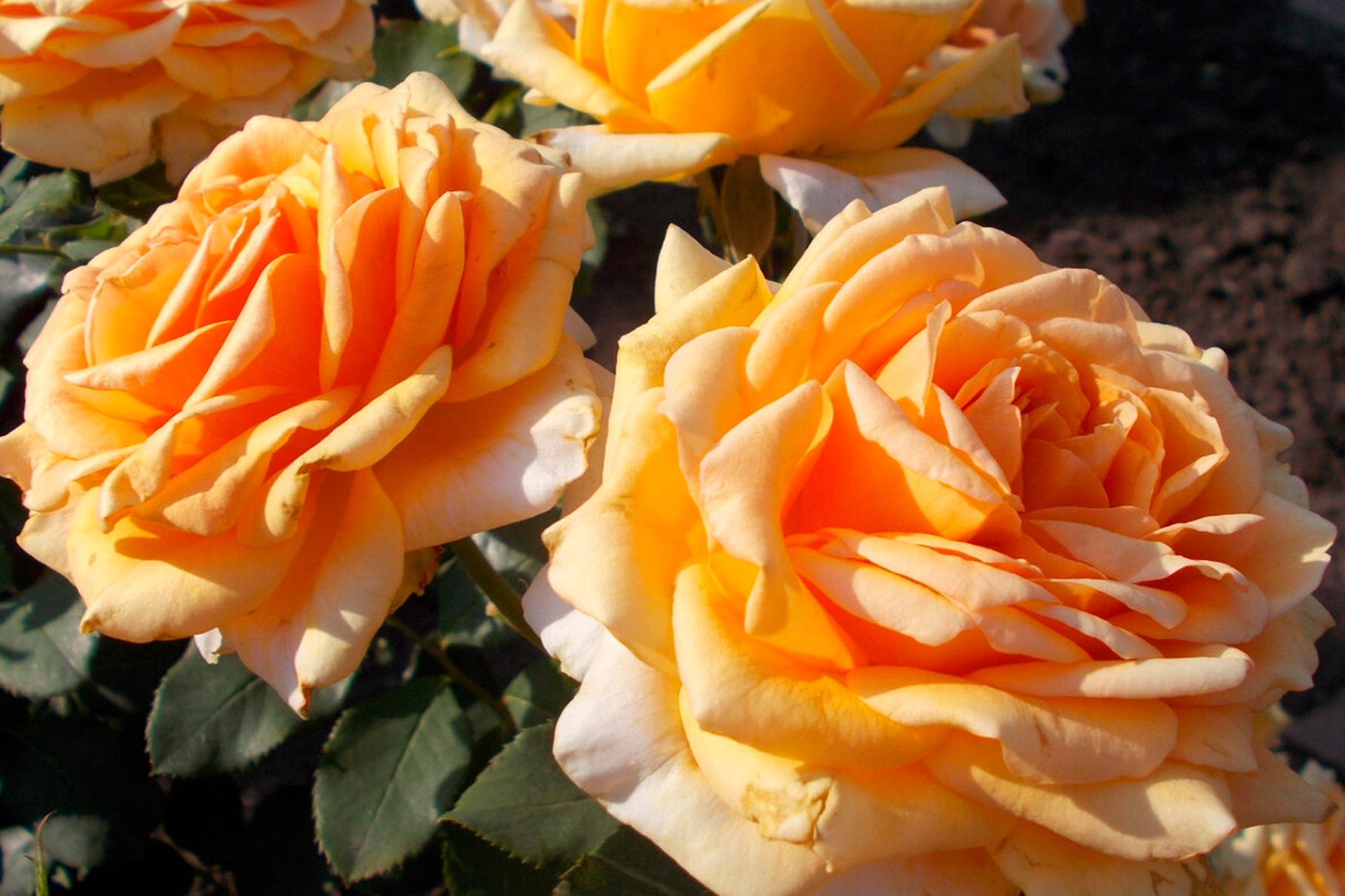 Роза Кингс Прайд 3