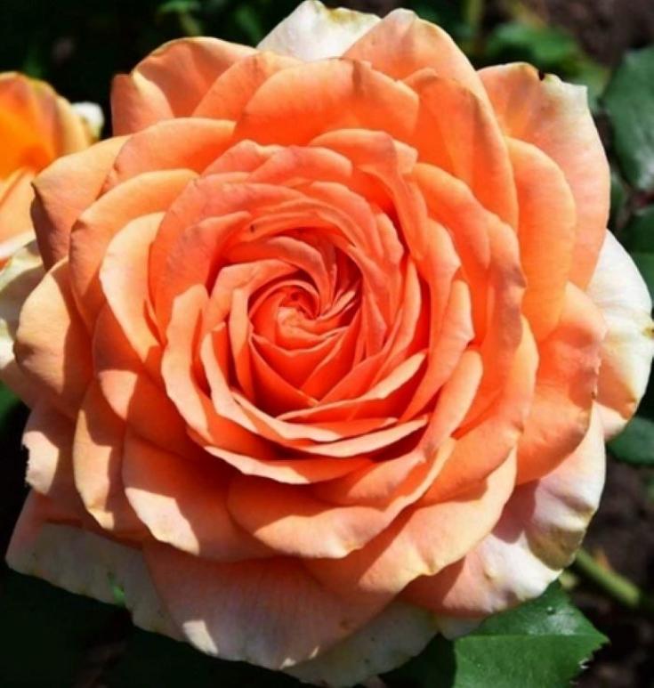 Роза Кингс Прайд 4