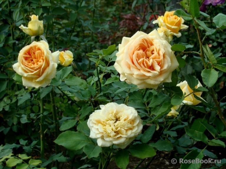 Роза Кингс Прайд 5