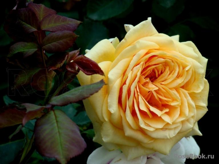 Роза Кингс Прайд 6