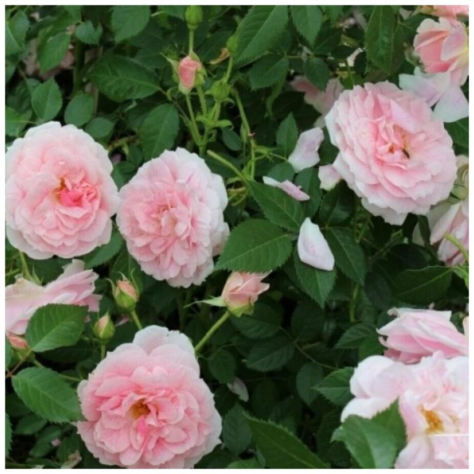 Роза Кир Роял 2