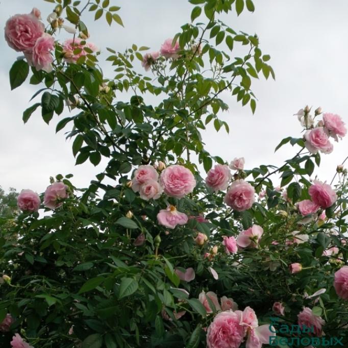 Роза Кир Роял 3