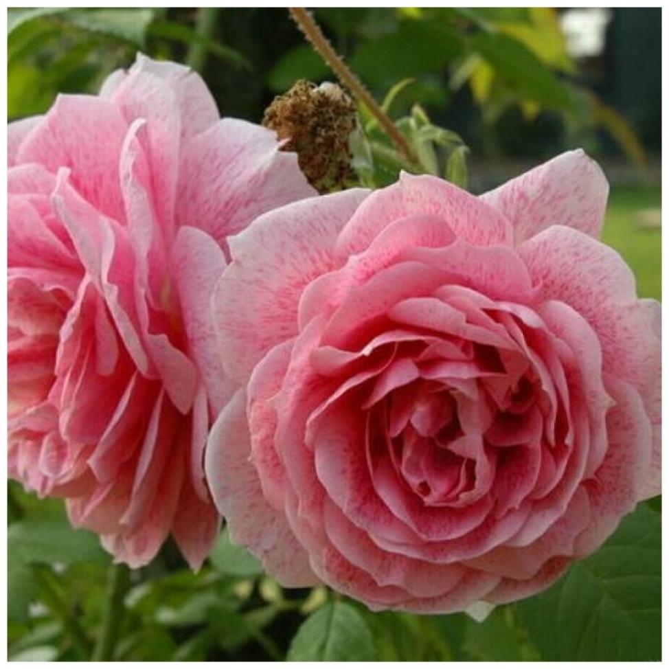 Роза Кир Роял