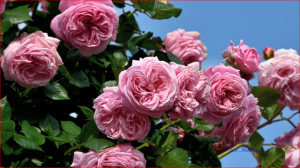 Роза Кисс Ми