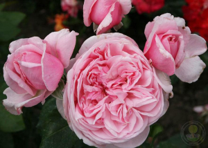 Роза Кисс Ми Кейт