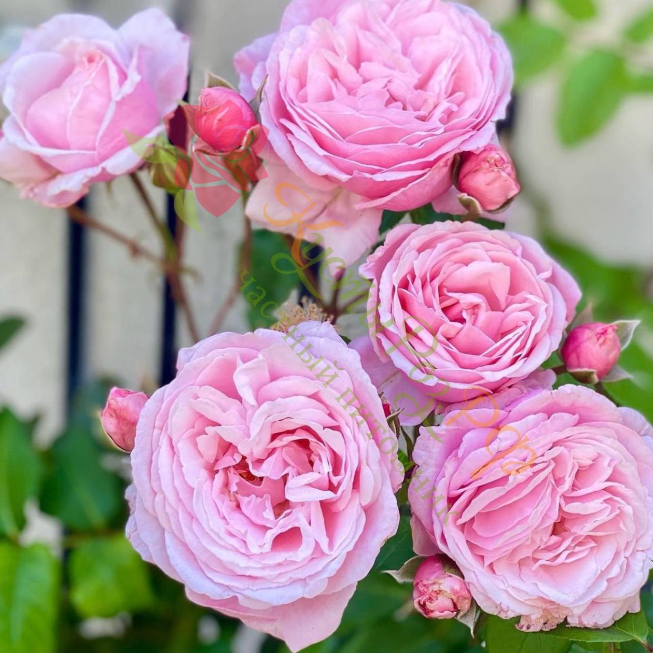 Роза Кисс Ми Кейт 5