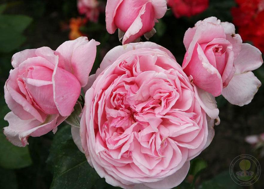 Роза Кисс Ми Кейт