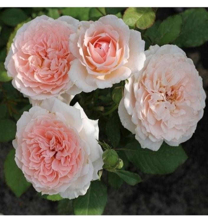 Роза Клара Чойс 2