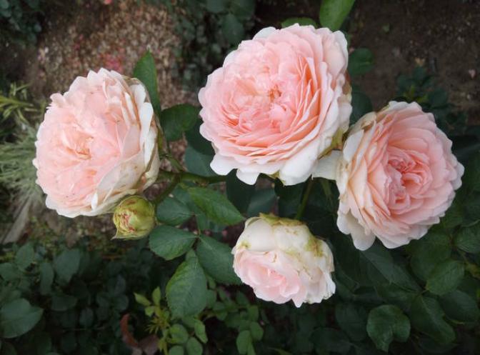 Роза Клара Чойс 3